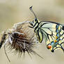 Papilio   machaon