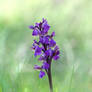 Wild Orchid - Orchis laxiflora