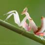 Hymenopus Coronatus