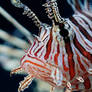 Pterois volitans