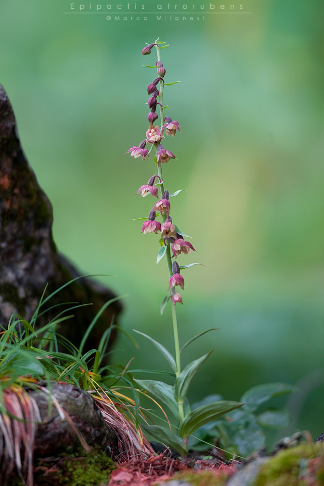 Epipactis atrorubens