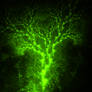 The Witch Tree