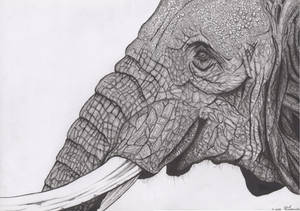 Trunk and Tusks