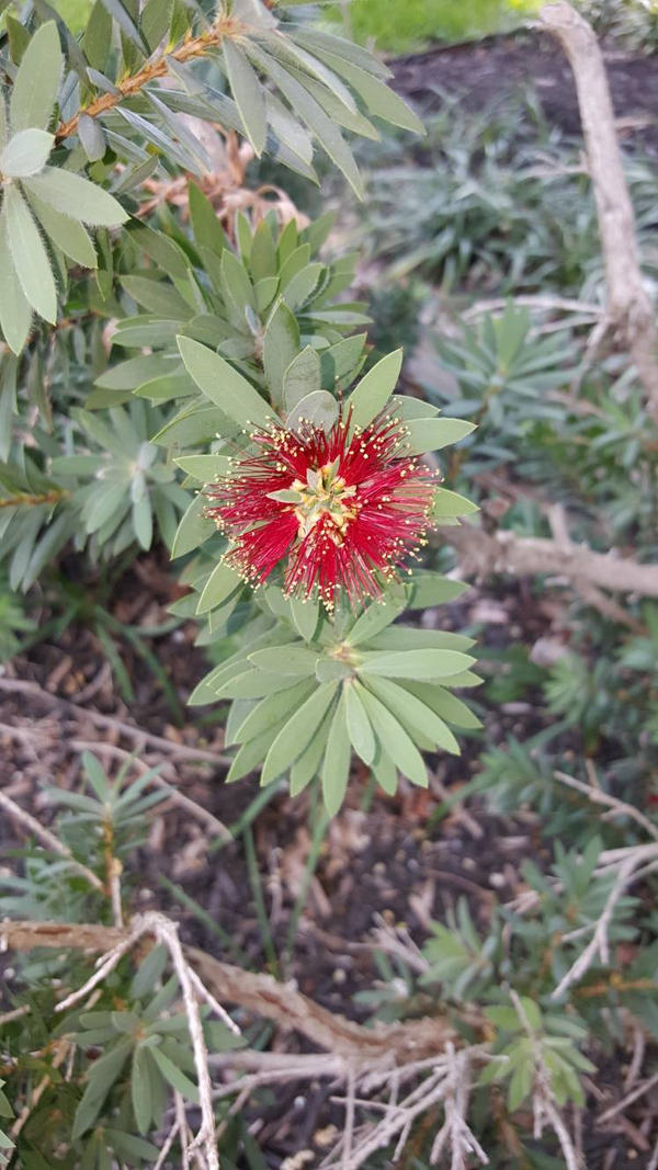 Library Flowers by JennyElliott on DeviantArt
