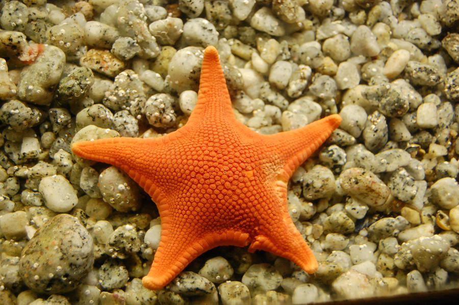 starfish