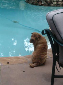 By the Pool