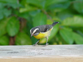 Bananaquit 1