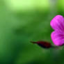 Another Flower in Bellevue