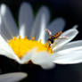 A Colorful Fly