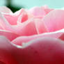 A Rose's Landscape