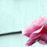 A Portrait Rose
