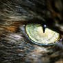 Eye of a Persian