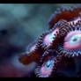Rainbow Palys I