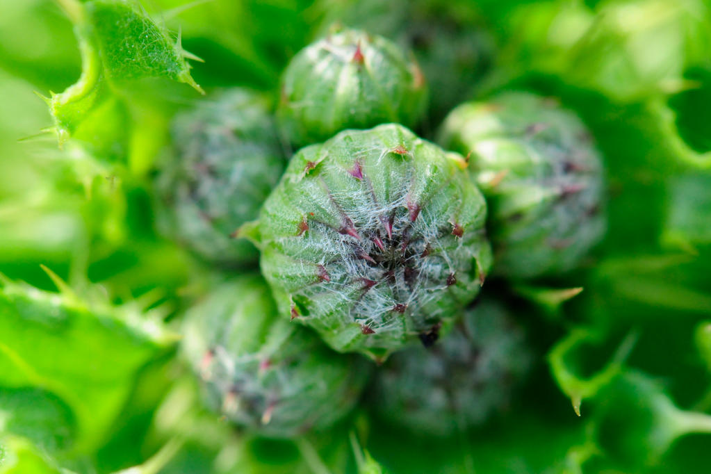 Cirsium arvense