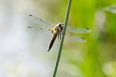 Libellula quadrimaculata