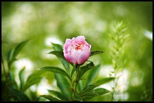 Paeonia