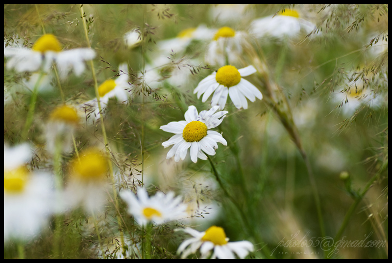 camomile