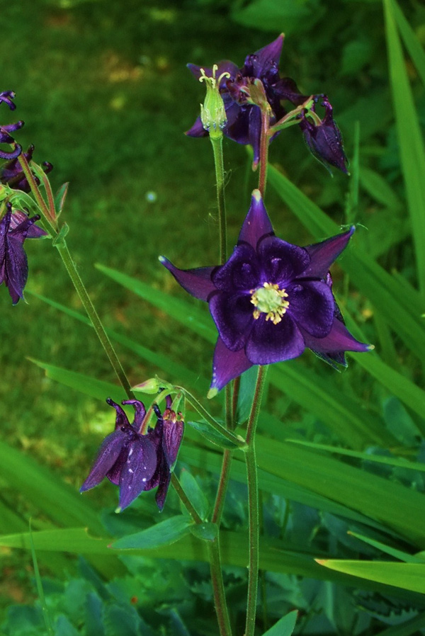 Purple Flower