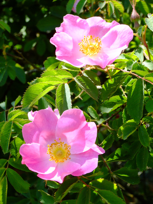 Pink Roses