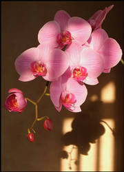 Orchid