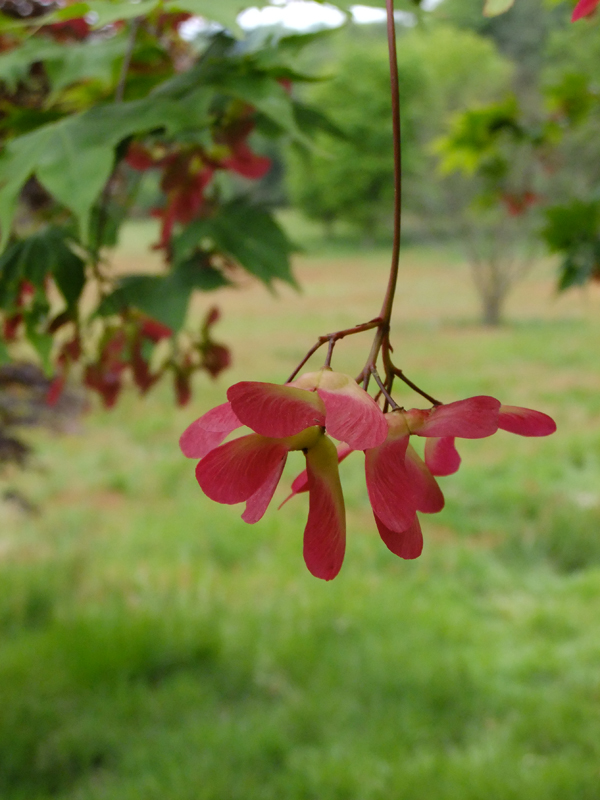 Maple Seeds