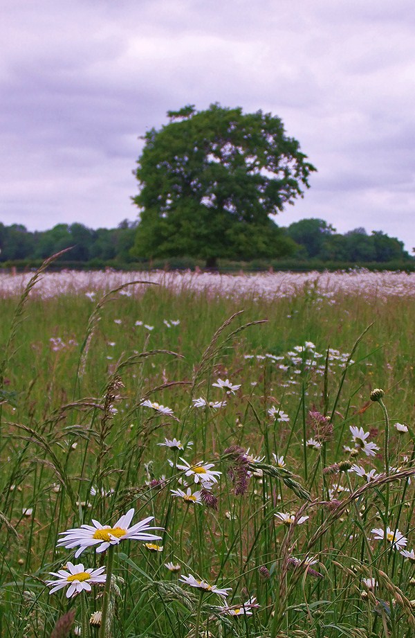 Field of Daisies