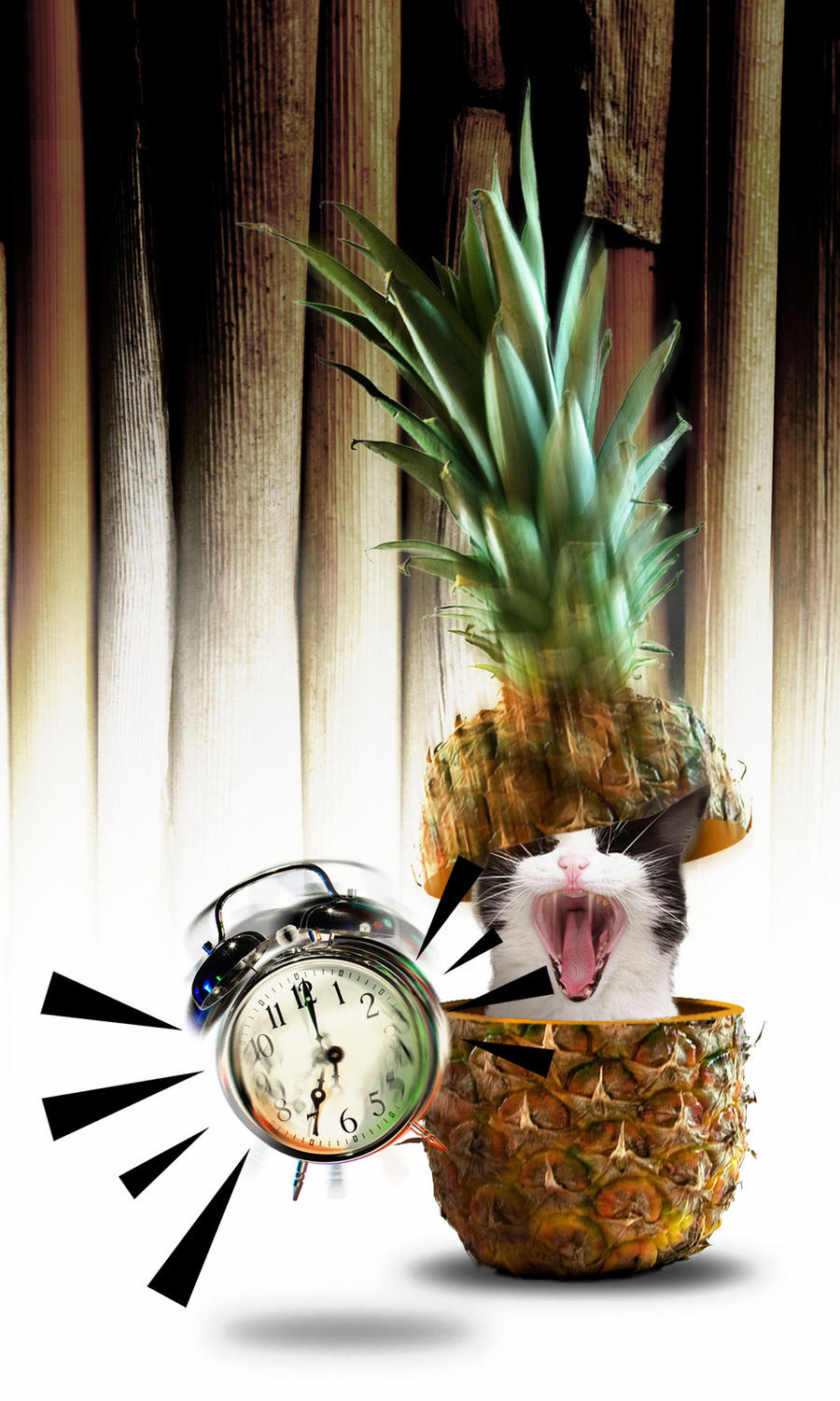 wake up cat in pineapple