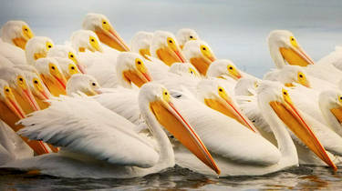 Pelicans