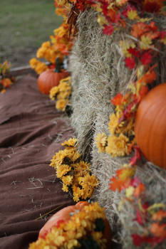 Fall Portraits, Anyone?