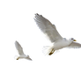 Birds Png BY NV EDITS