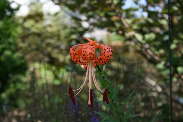 Spider flower