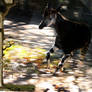 run, okapi, run