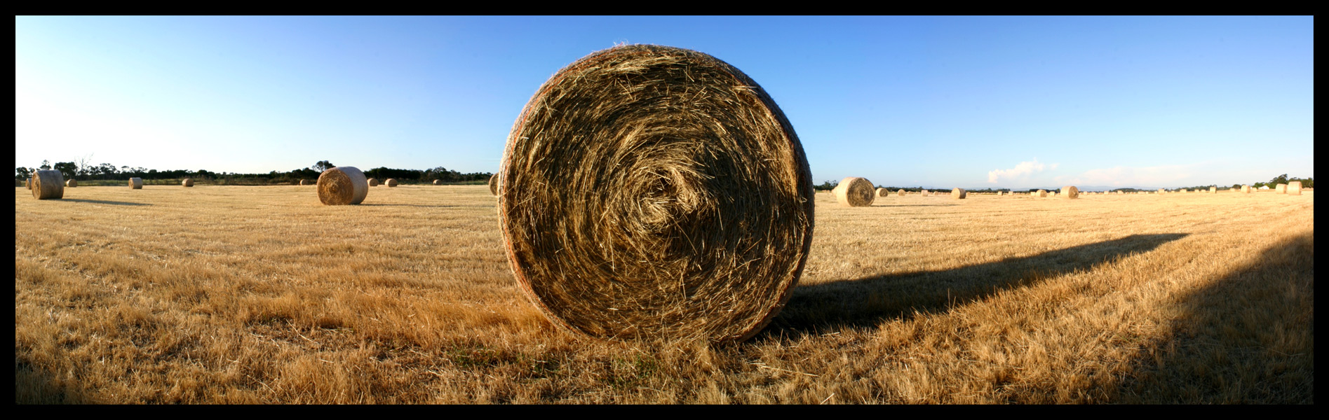 Summertime Fields