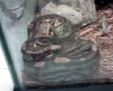 Cinnamon Ball Python