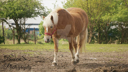 PHHorseHaflinger