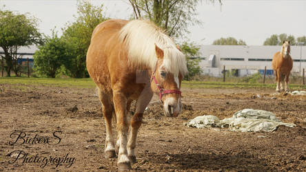 PHHorseHaflinger 2