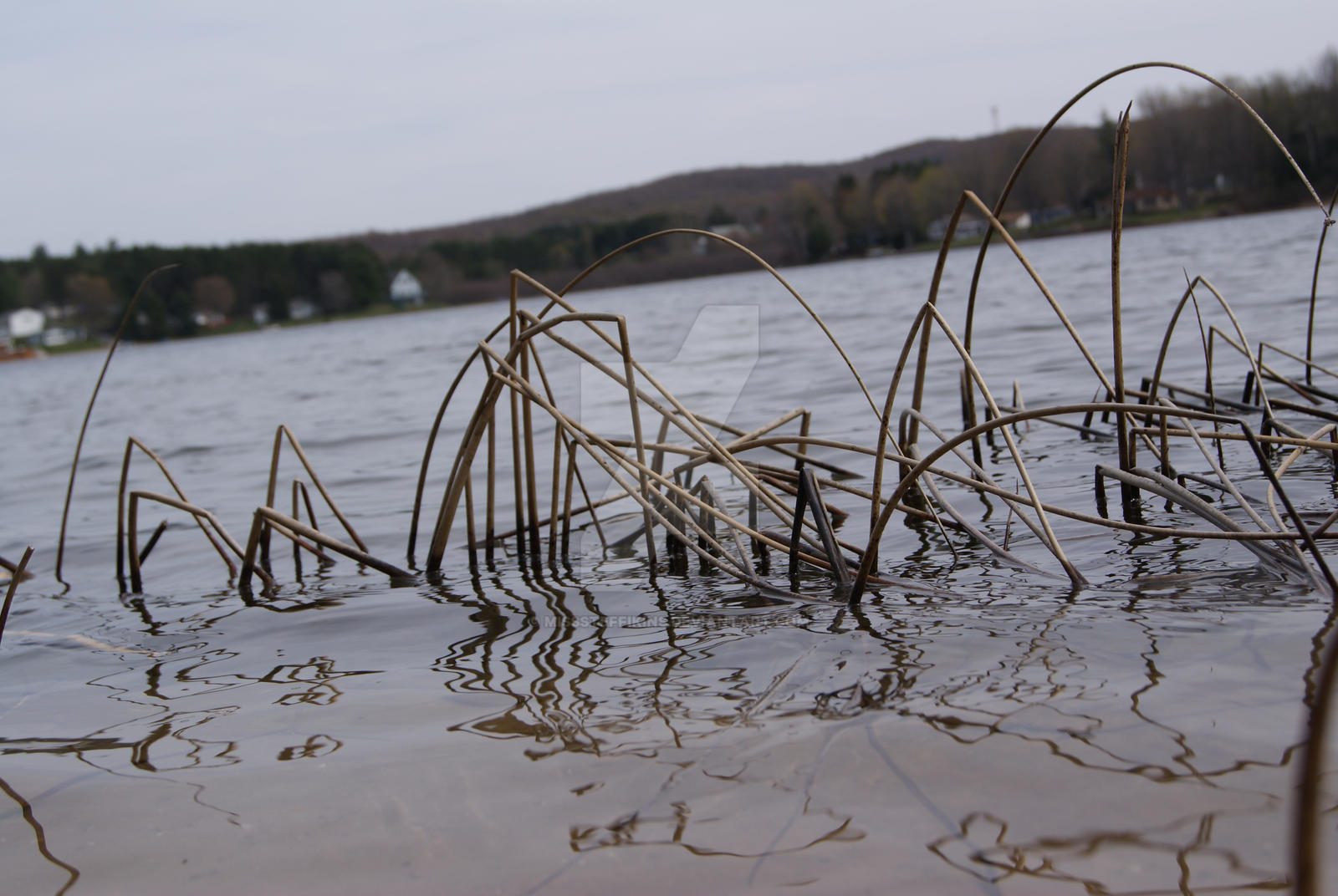 Reeds in the Water by MissSteffikins on DeviantArt