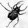beetle ink sketch