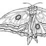 moth - linework