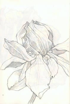 botanical illustrations III