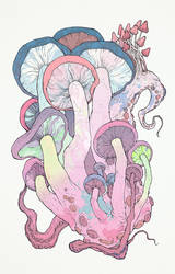 Cephalopoda Amanita