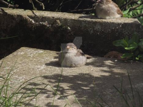 Sunbathing Birds 2