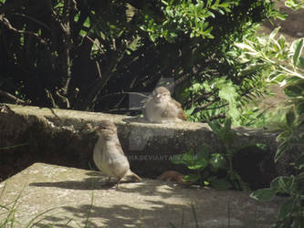 Sunbathing Birds 4