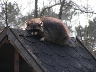 Sunbathing Racoon