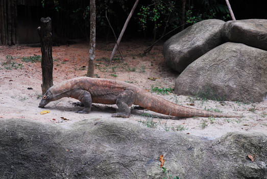 Komodo Dragon