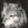 Scratchboard Wolf