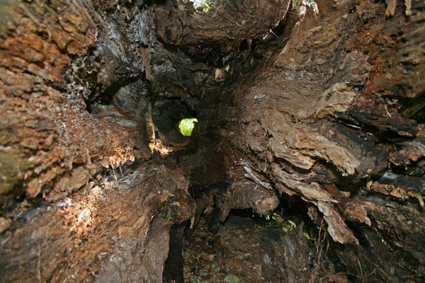 Rotten log by Seanjhalpin on DeviantArt