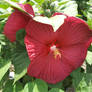 Swamp rose mallow