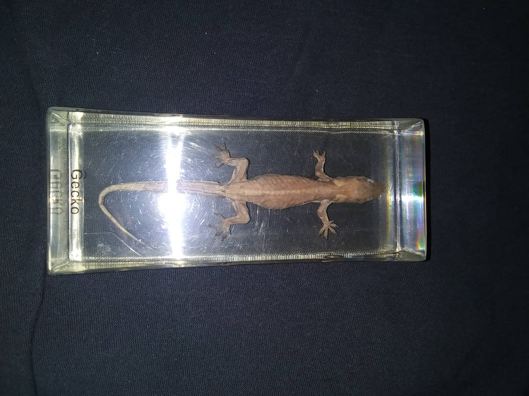 Gecko specimen by NaturalistWarrior on DeviantArt