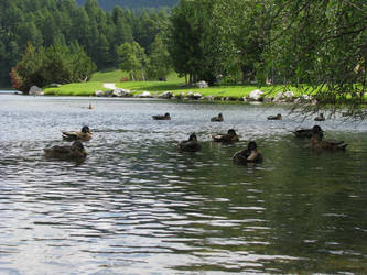 Duck harbour